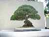 bonsai30.jpg